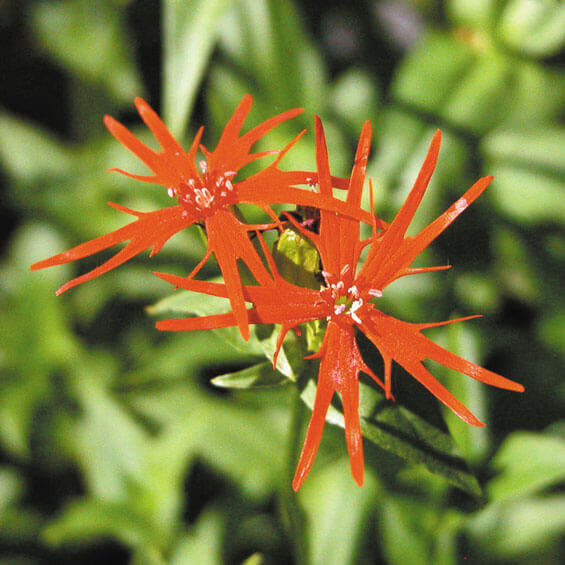 Wilfordii Lychnis Seeds
