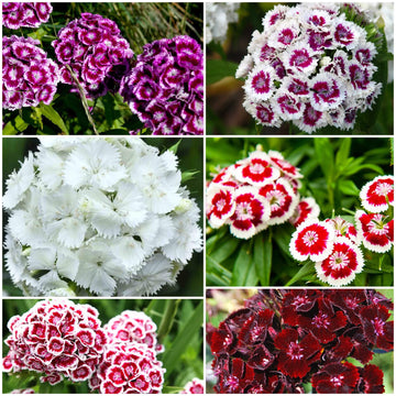 Williams Flowers Seeds - All In One For Home Gardens