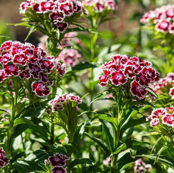 Williams Flowers Seeds - All In One For Home Gardens
