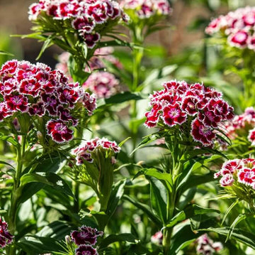 Williams Flowers Seeds - All In One For Home Gardens