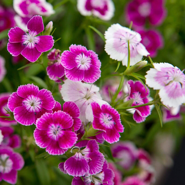 Williams Flowers Seeds - All In One For Home Gardens