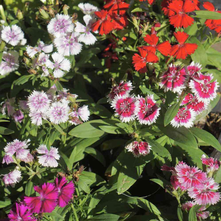 Williams Flowers Seeds - All In One For Home Gardens