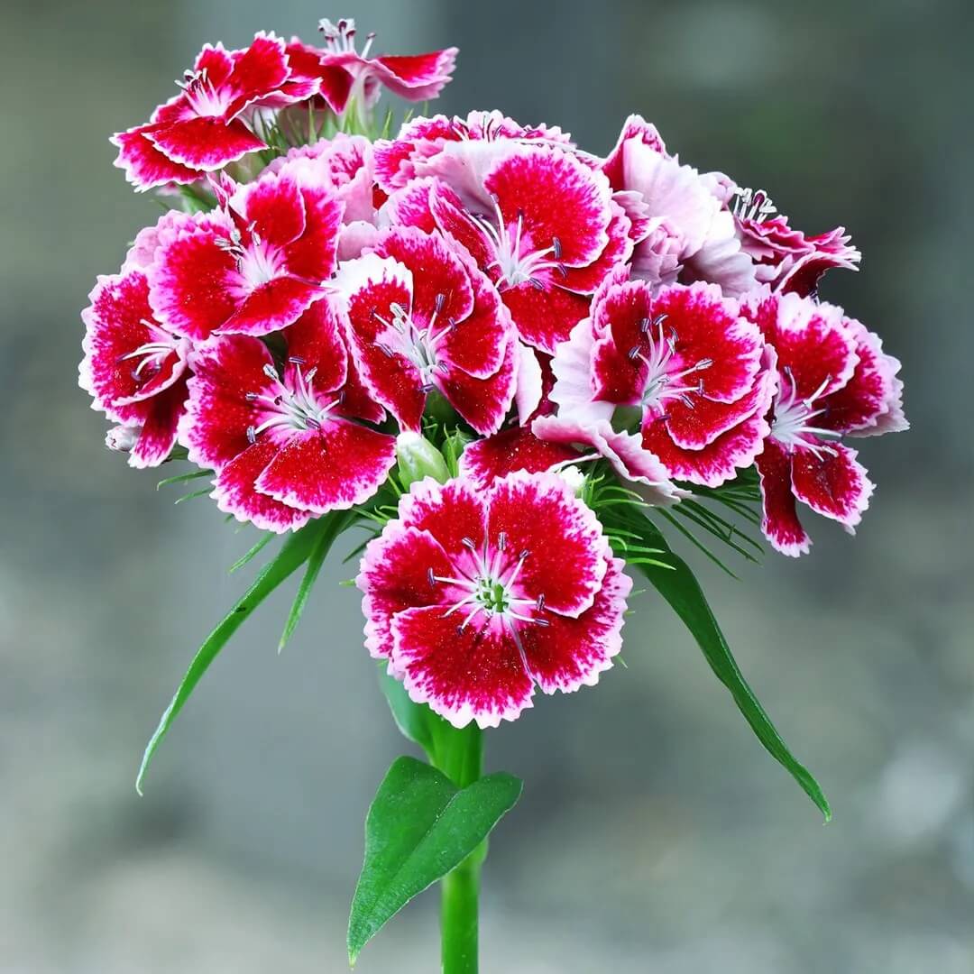 Williams Flowers Seeds - All In One For Home Gardens