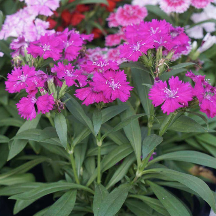 Williams Flowers Seeds - All In One For Home Gardens