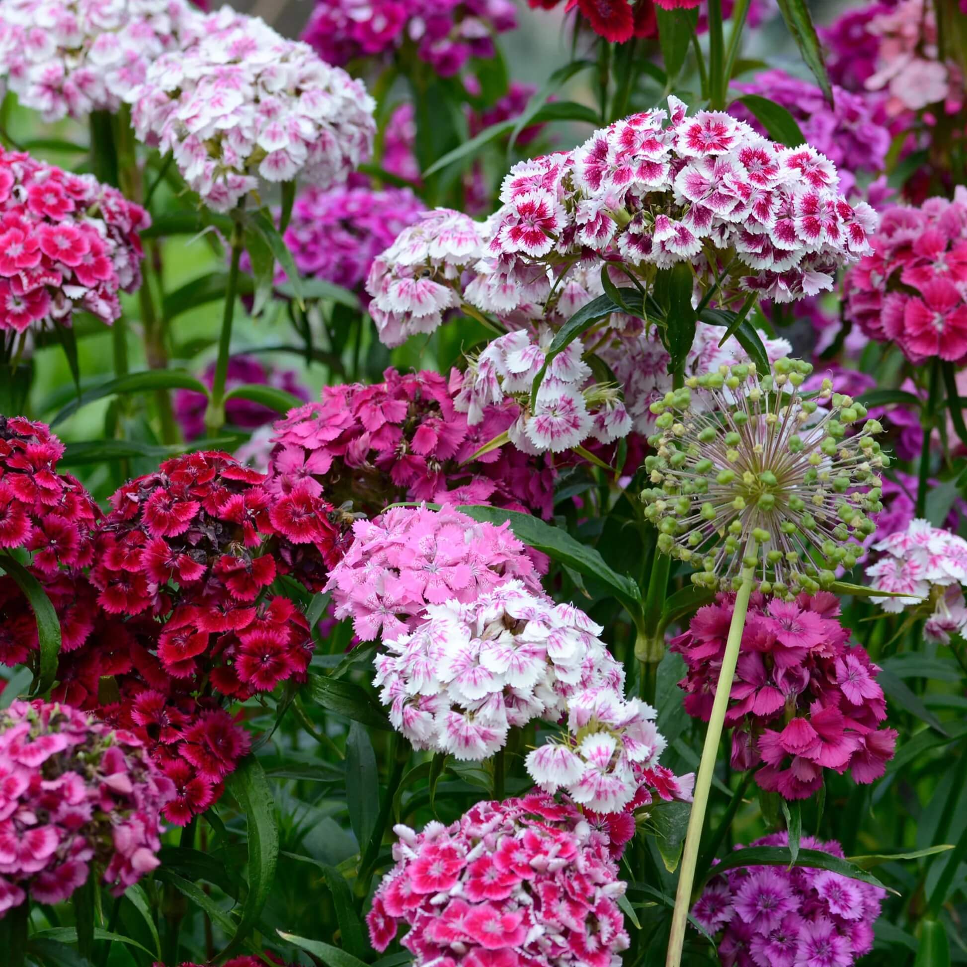 Williams Flowers Seeds - Flower Plant