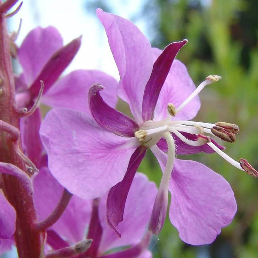 Willowherb Seeds – Epilobium Angustifolium, Perennial Wildflower
