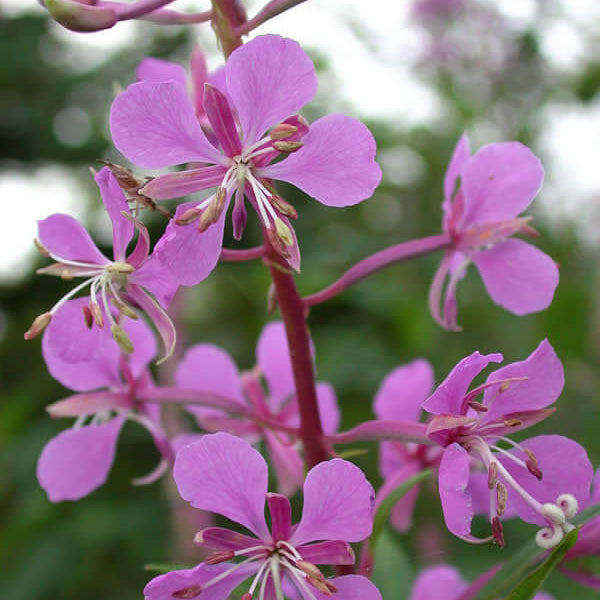 Willowherb Seeds – Epilobium Angustifolium, Perennial Wildflower
