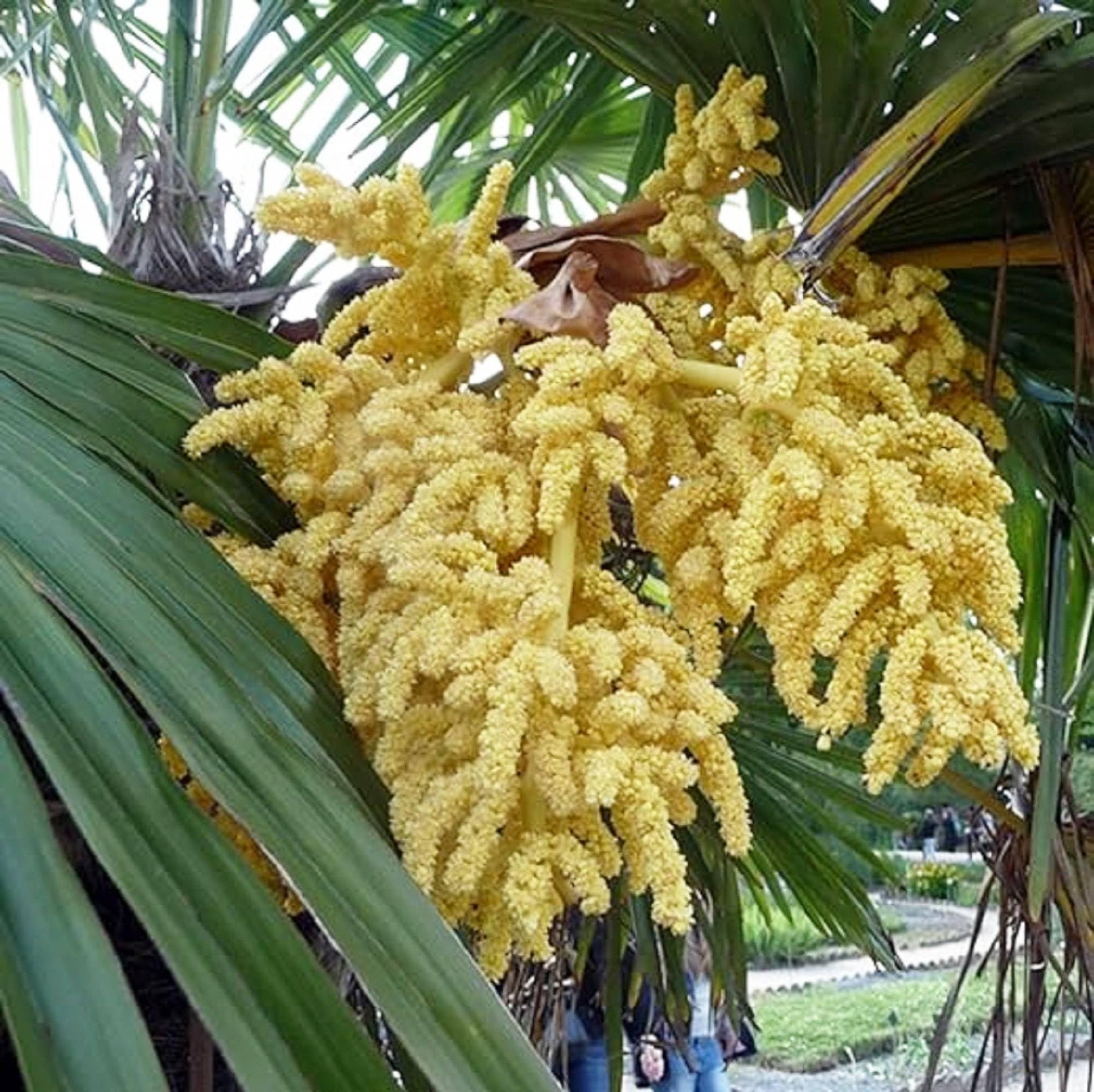 Windmill Palm Trachycarpus Fortunei Seeds