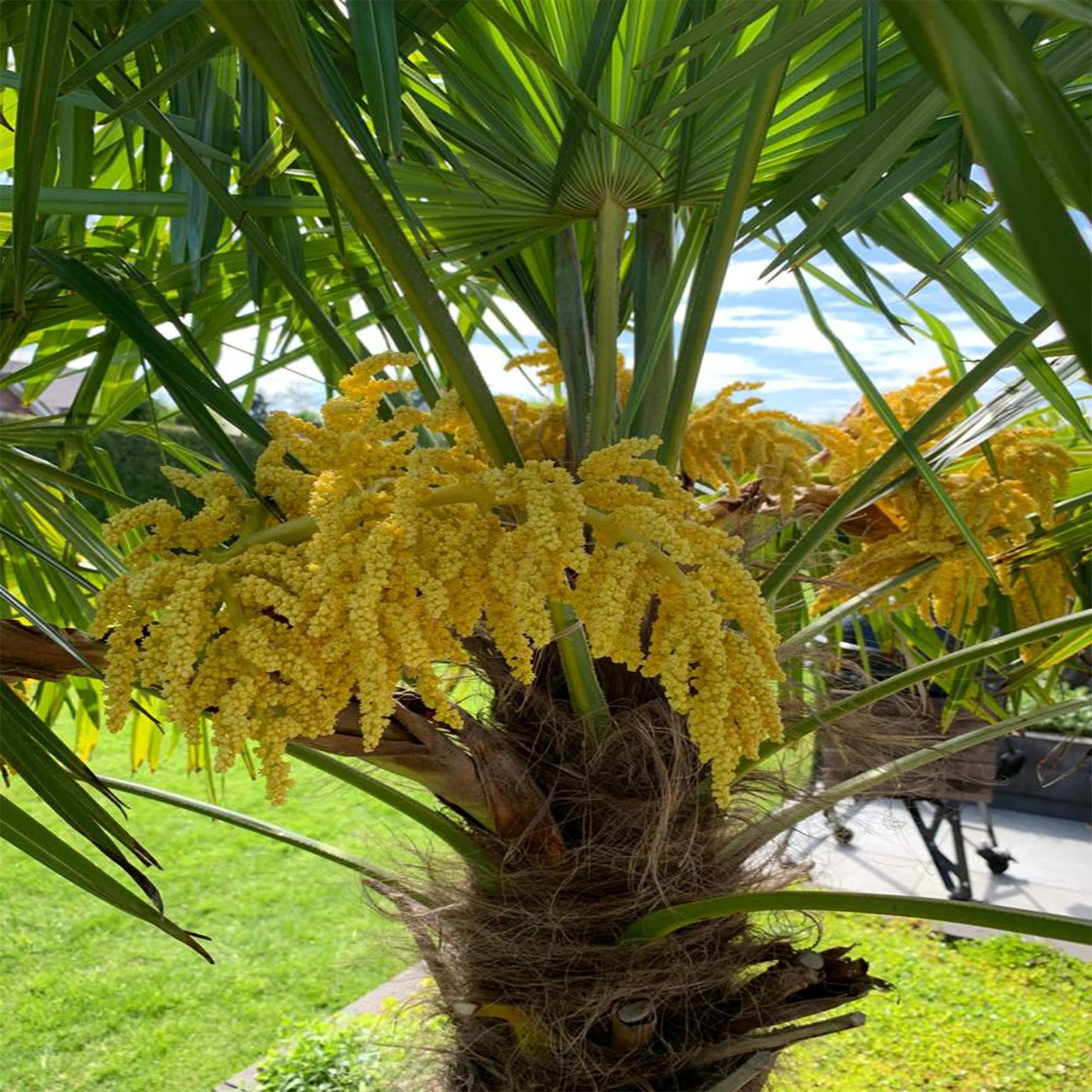 Windmill Palm Trachycarpus Fortunei Seeds