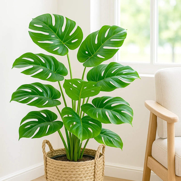 Windowleaf Plant Seeds