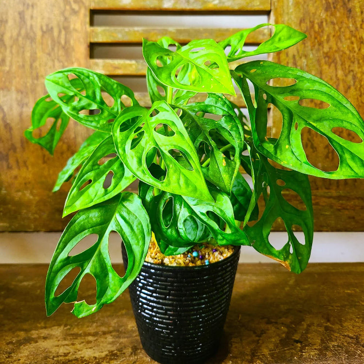 Windowleaf Plant Seeds