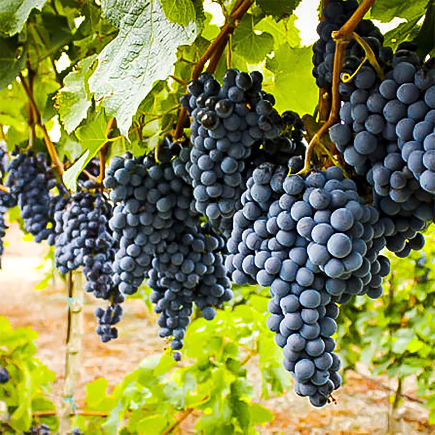 Wine Grape Seeds