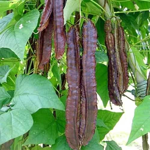 Winged Bean Seeds
