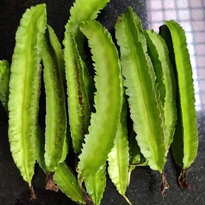 Winged Bean Seeds – Green