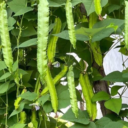 Winged Bean Seeds – Green
