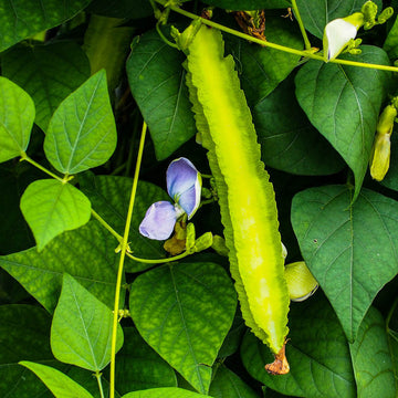 Winged Bean Seeds – Psophocarpus Tetragonolobus