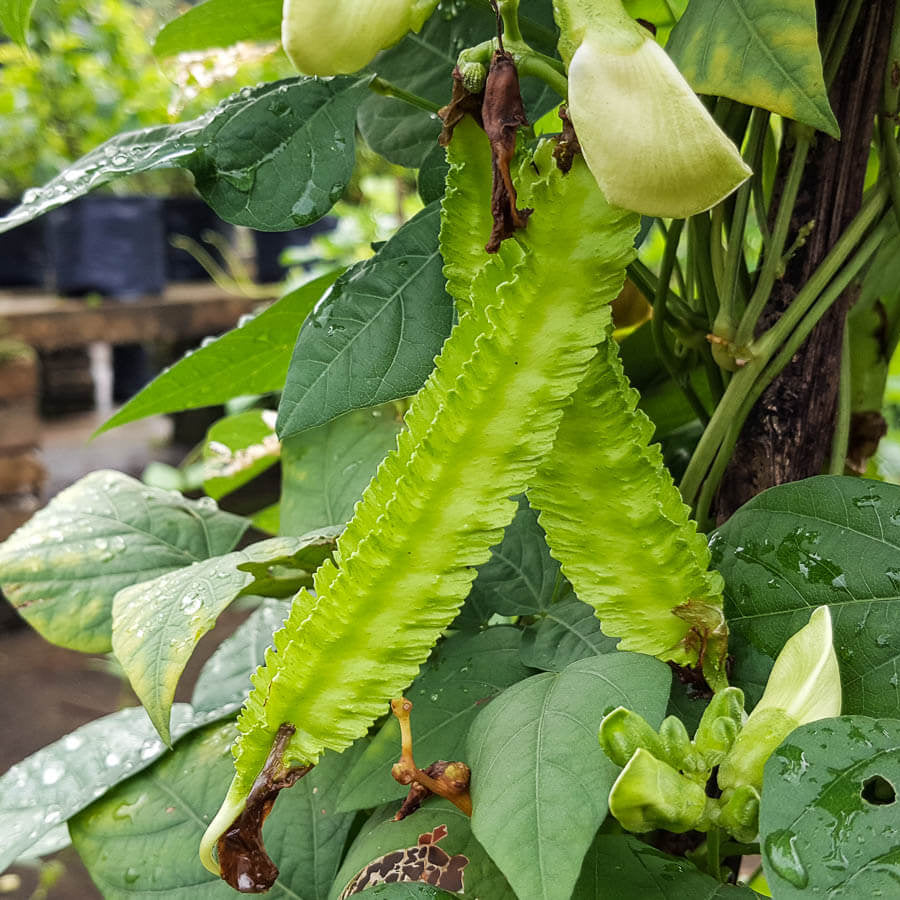 Winged Bean Seeds – Psophocarpus Tetragonolobus