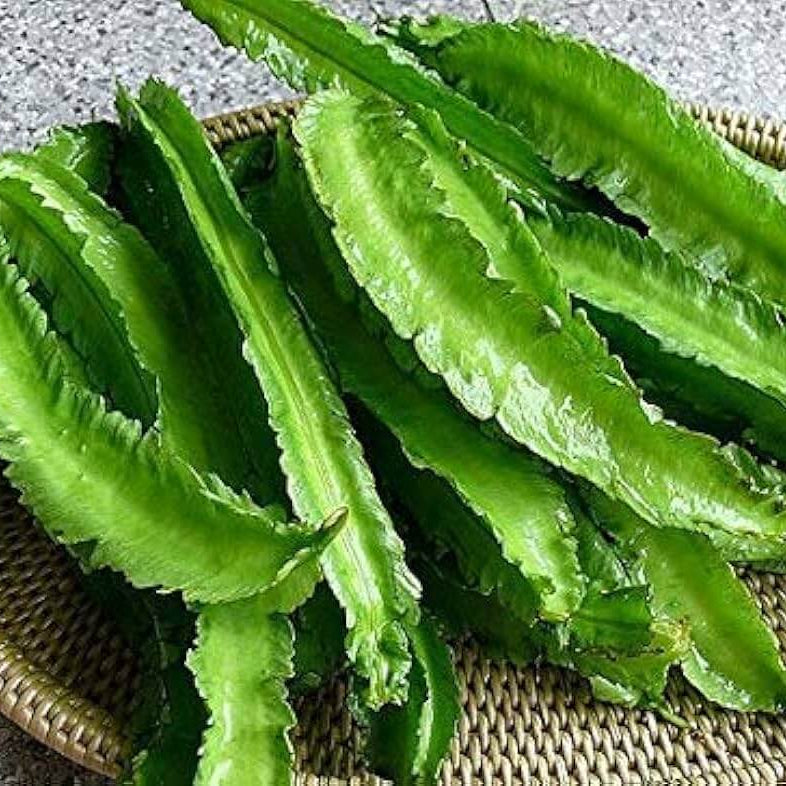 Winged Bean Seeds
