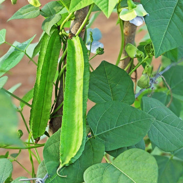 Winged Bean Seeds – Psophocarpus Tetragonolobus