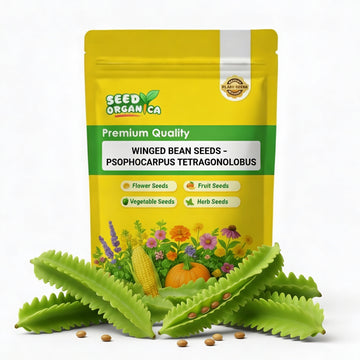 Winged Bean Seeds – Psophocarpus Tetragonolobus