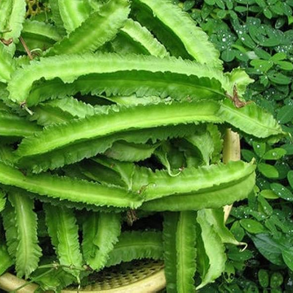 Winged Bean Seeds – Tropical