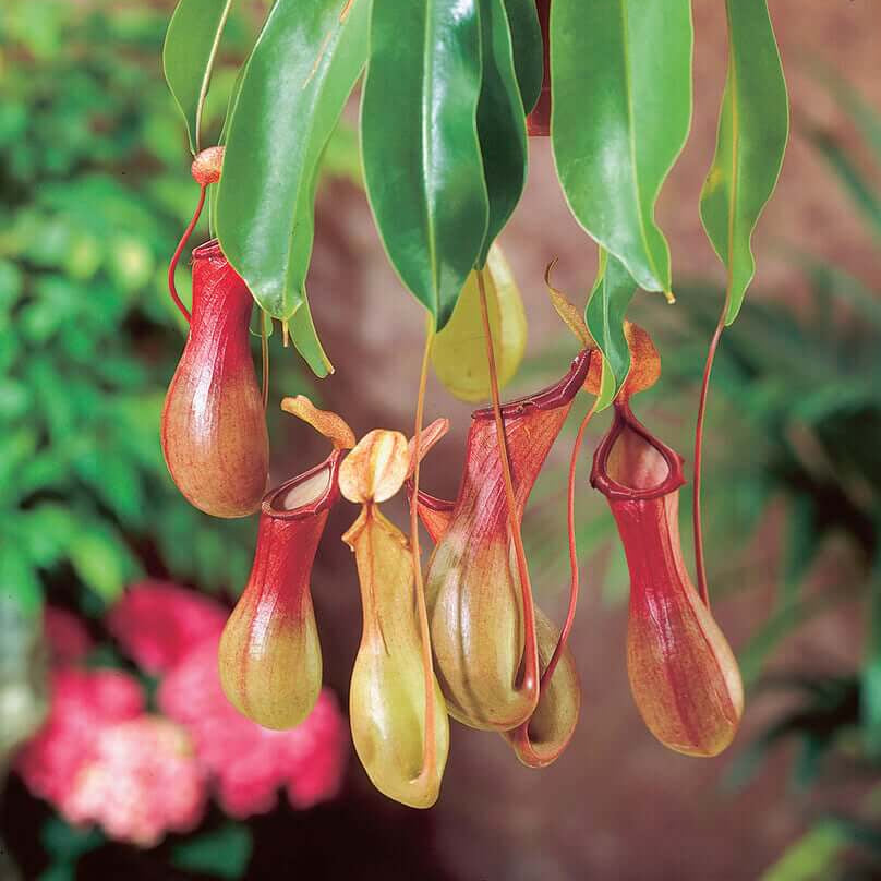 Winged Pitcher Plant Seeds 