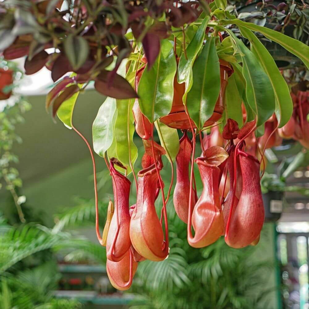 Winged Pitcher Plant Seeds 
