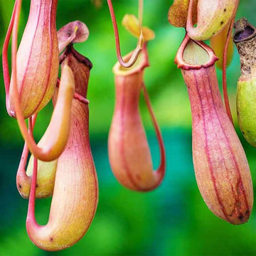 Winged Pitcher Plant Seeds 