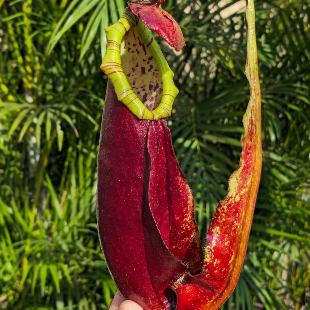 Winged Pitcher Plant Seeds 