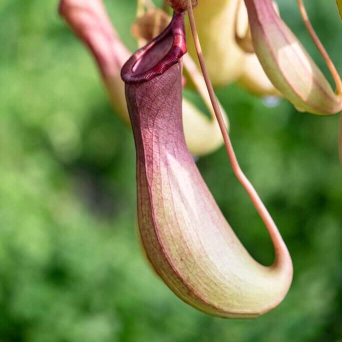 Winged Pitcher Plant Seeds 