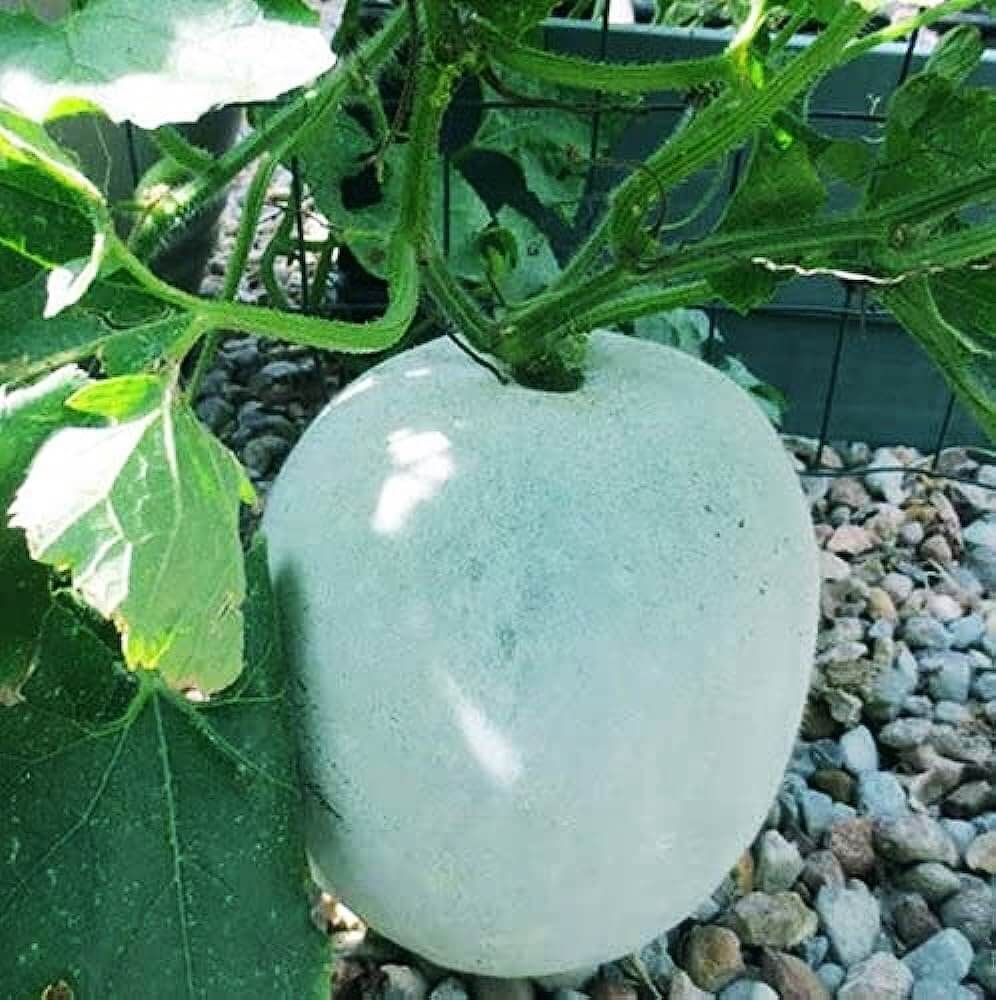 Winter Melon Seeds – White Ash Gourd