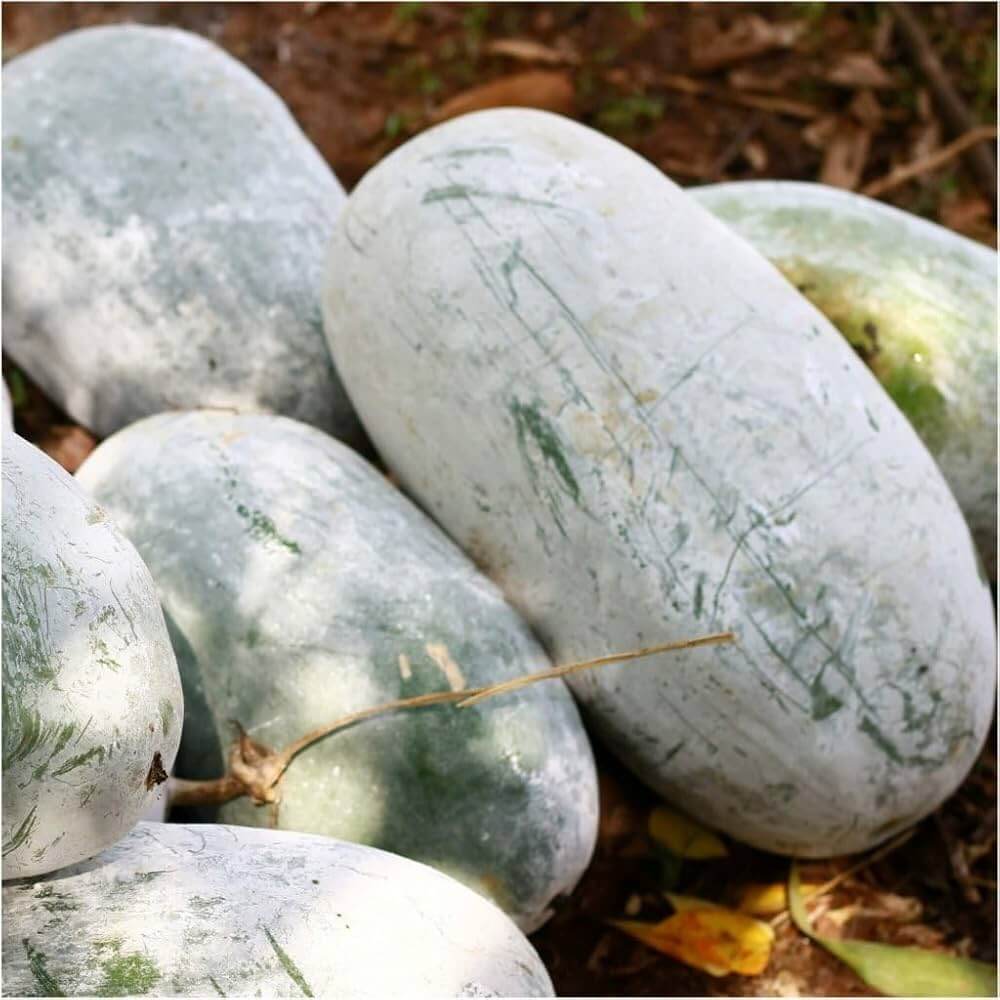 Winter Melon Wax Gourd Seeds