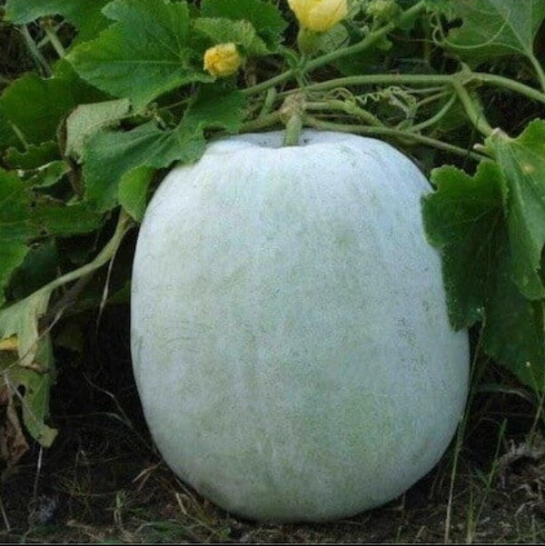 Winter Melon Seeds – White Ash Gourd