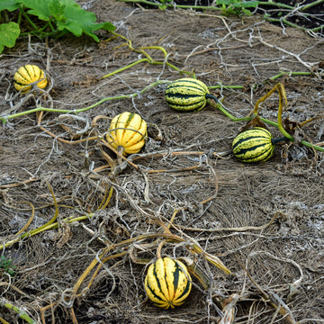 Winter Squash Seeds - Carnival