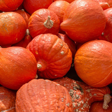Winter squash Hubbard Golden seeds 