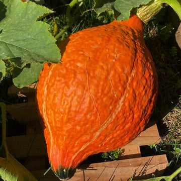 Winter squash Hubbard Golden seeds 