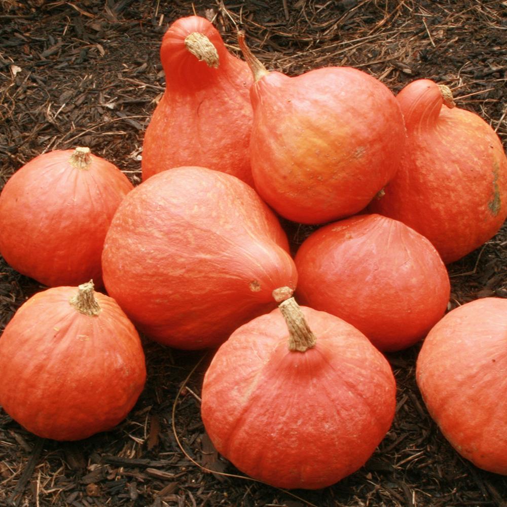 Winter squash Hubbard Golden seeds 
