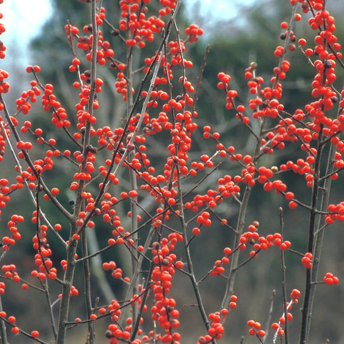 Winterberry Holly Seeds