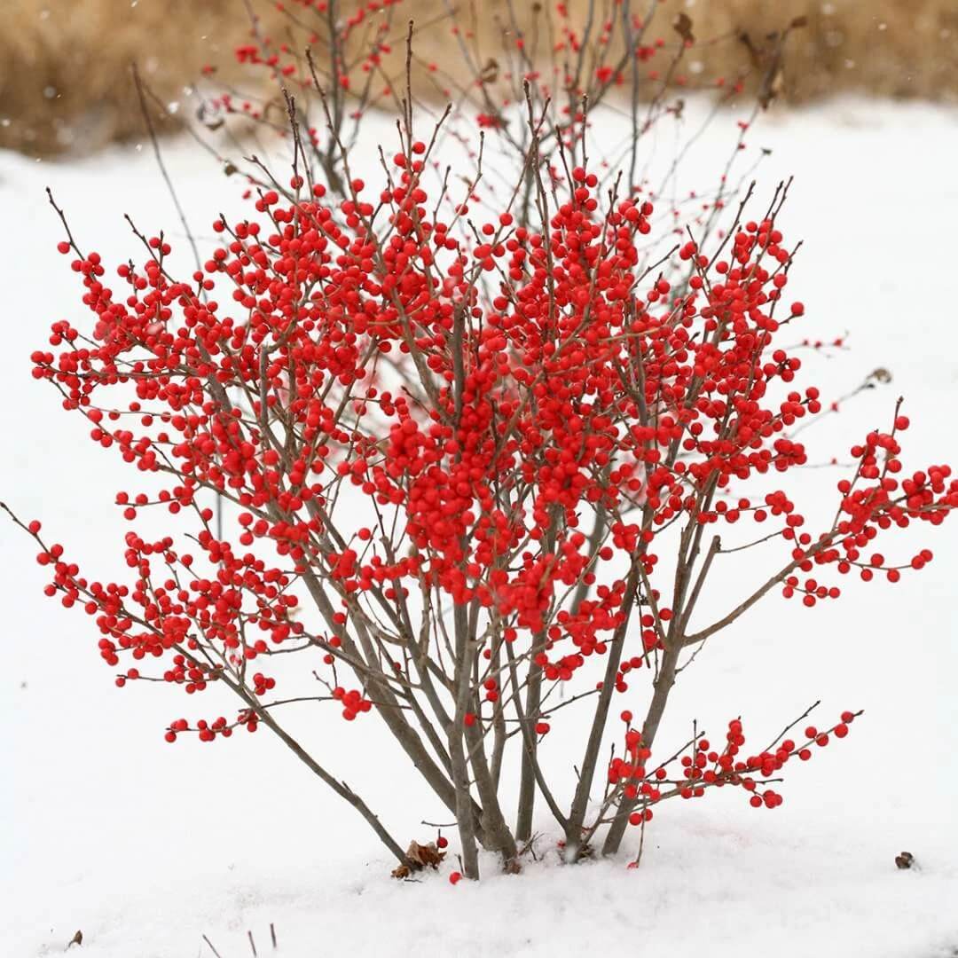 Winterberry Holly Seeds