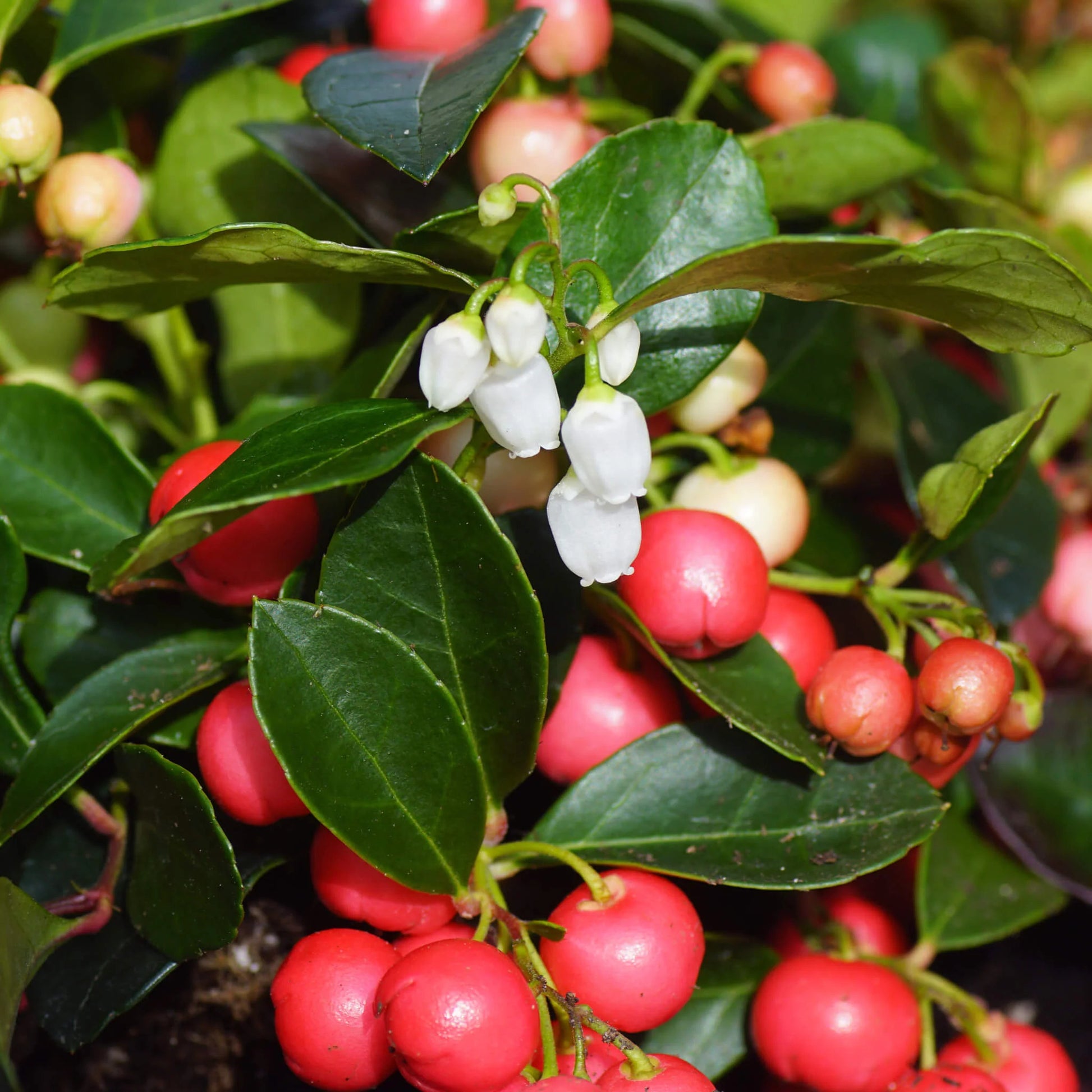 Wintergreen Seeds – Creeping Teaberry
