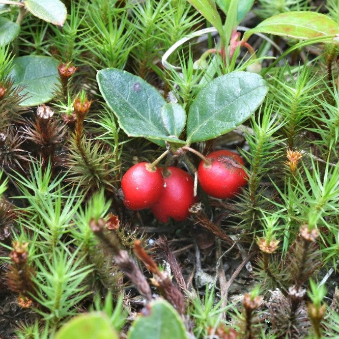 Wintergreen Seeds – Creeping Teaberry
