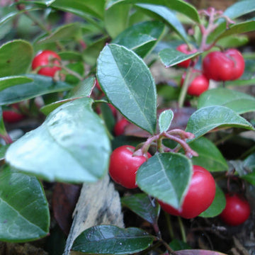 Wintergreen Seeds – Evergreen Groundcover