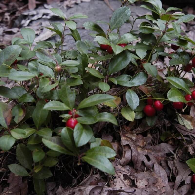Wintergreen Seeds – Evergreen Groundcover