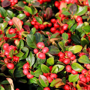 Wintergreen Seeds – Gaultheria Procumbens
