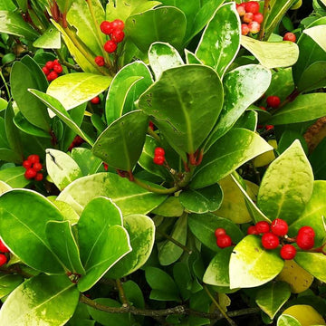 Wintergreen Seeds – Perennial Ground Cover
