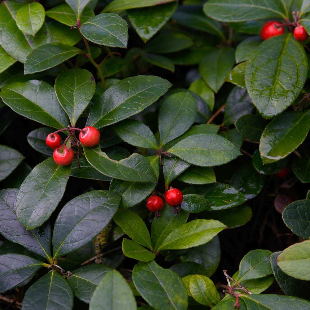 Wintergreen Seeds – Perennial Ground Cover
