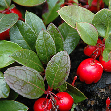 Wintergreen Seeds – Red Berry
