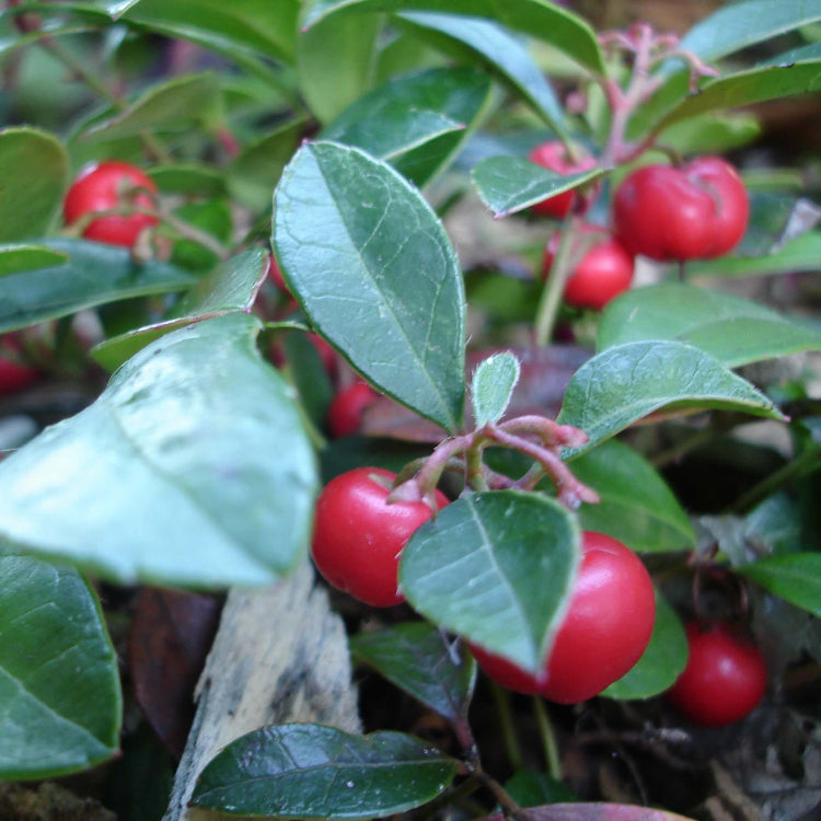 Wintergreen Seeds – Red Berry
