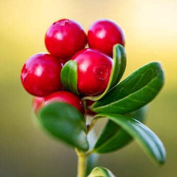 Wintergreen Seeds – Creeping Teaberry

