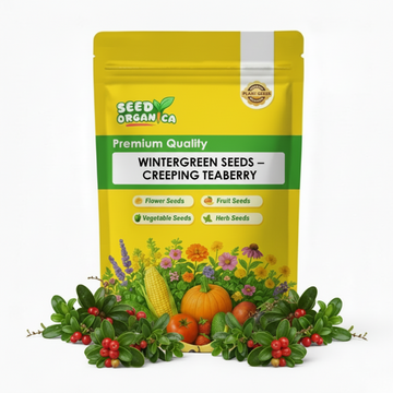 Wintergreen Seeds – Creeping Teaberry